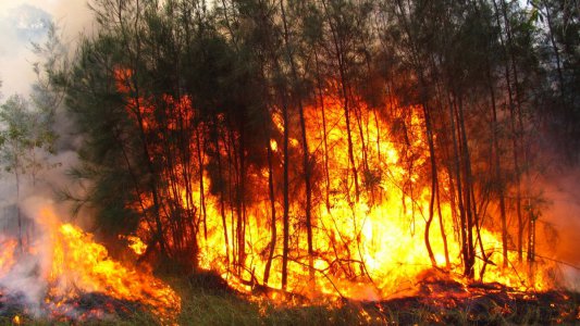 Памятка населению по профилактике лесных пожаров и действиям при их возникновении